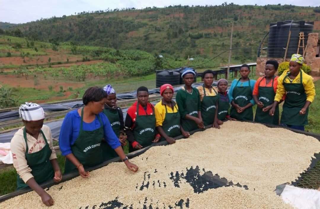 Die Perlen von Ruanda, angebaut von Frauen: Nova Cafè Des Mamas.