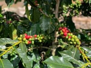 Video-Reisebericht: Durch die Plantagen von Espirito Santo, Brasilien