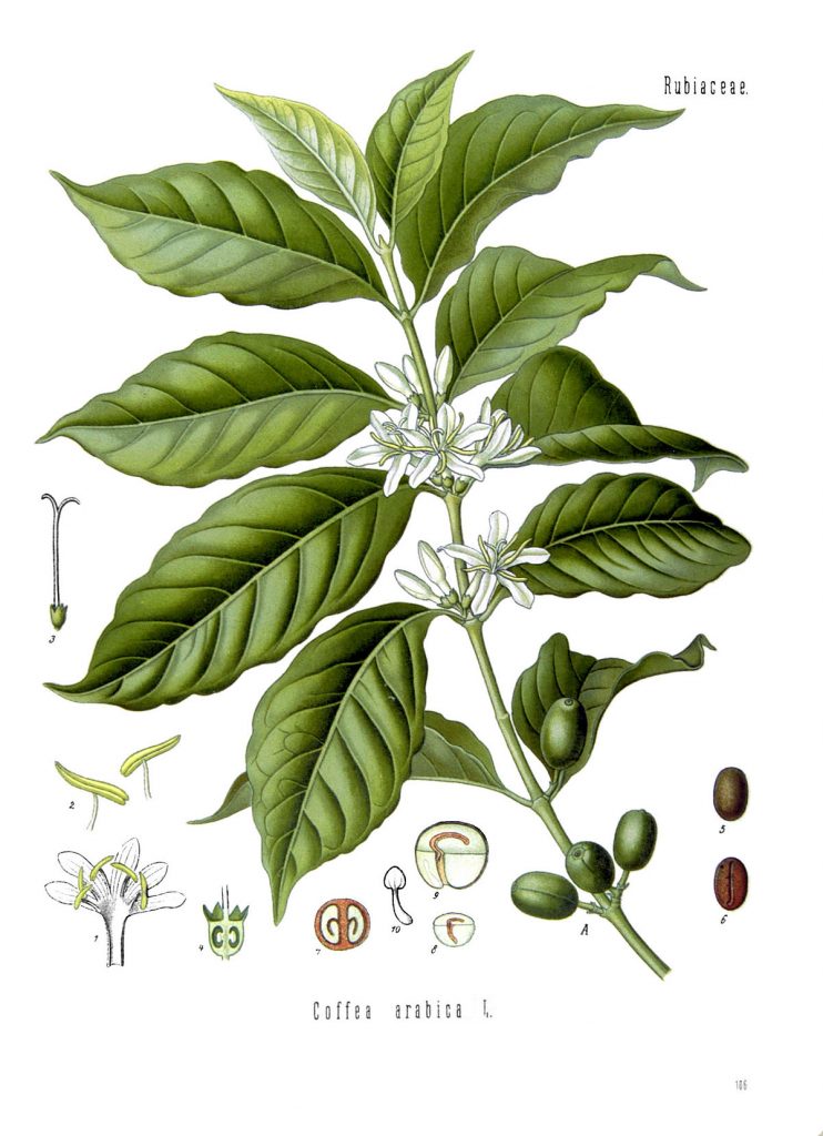 kirschlorbeer dngen mit rhododendrondnger Kirschlorbeerdnger flssig 500ml