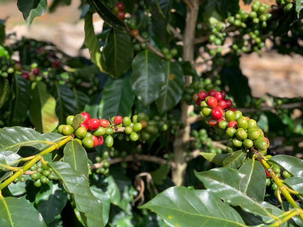 Kaffeekirschen in Brasilien