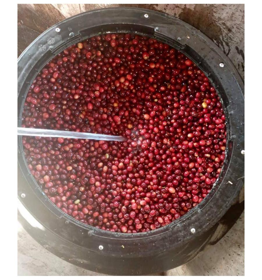 NEU: MICROLOT KAROLINA VON DER FINCA SAMARIA IN NICARAGUA