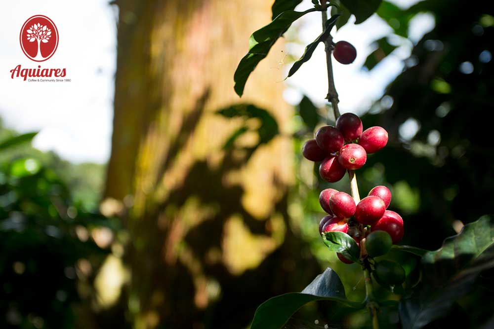 Interview mit Diego Robelo: Aquiares, ein Forschungszentrum mitten im Arabica-Paradies