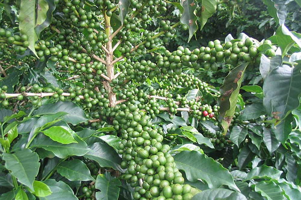 Der kolumbianische Kaffee: ein Weltkulturerbe!